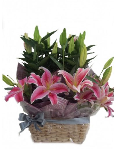 Cesta Perfume de Lírios