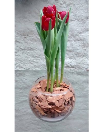 Tulipa no vidro - Image 2