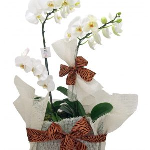Jardim de Orquídeas