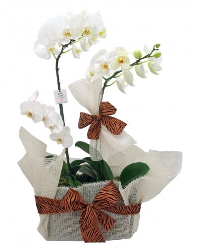 Jardim de Orquídeas