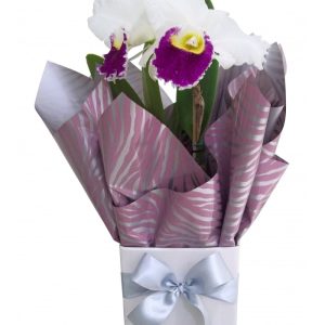 Orquídea Catléia