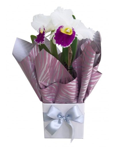 Orquídea Catléia