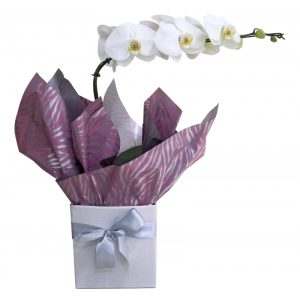 Orquídea Falanopsia
