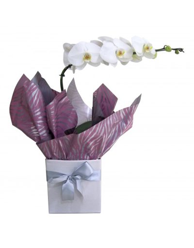 Orquídea Falanopsia