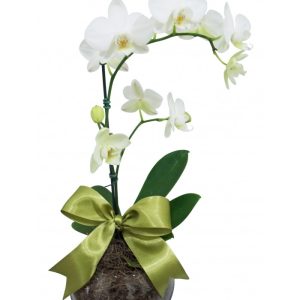 Mini Orquídea