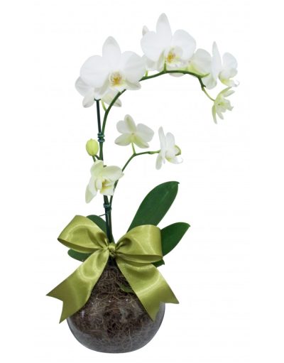 Mini Orquídea