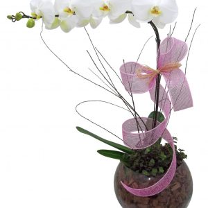 Orquídea Falanopsia no Vidro