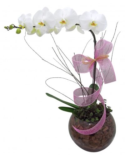 Orquídea Falanopsia no Vidro