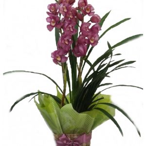 Orquídea Cymbidium