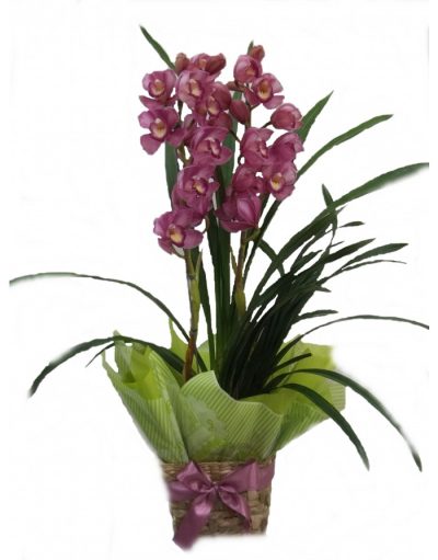 Orquídea Cymbidium