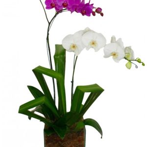 Dupla de Orquídeas