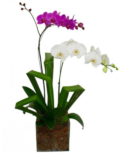 Dupla de Orquídeas