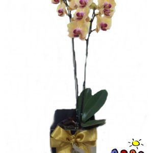 Orquídea Falanopsia Mesclada