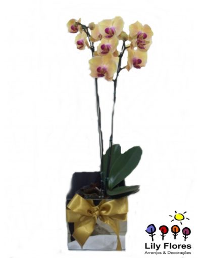 Orquídea Falanopsia Mesclada