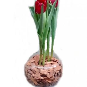 Tulipa no vidro