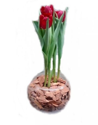 Tulipa no vidro
