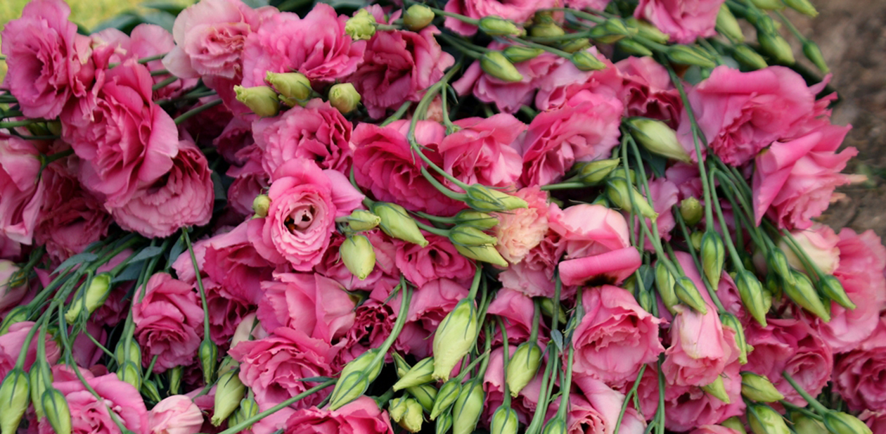 Floricultura em Pinheiros